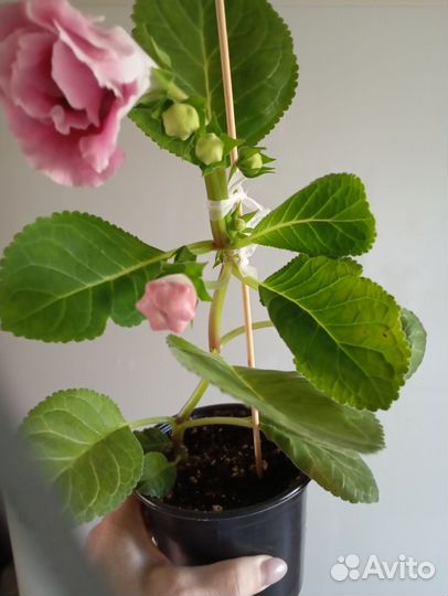 Глоксиния махровая цветущая