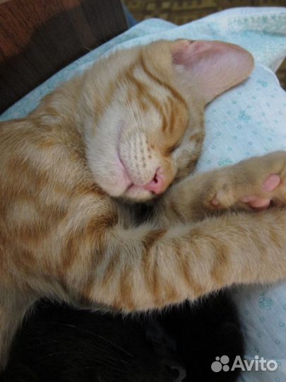 Котята мурмурчата