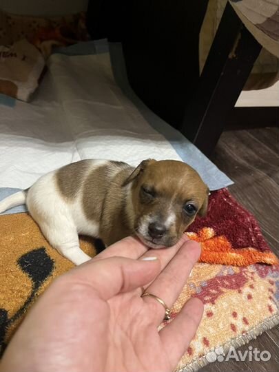 Щенок девочка джек рассел терьер