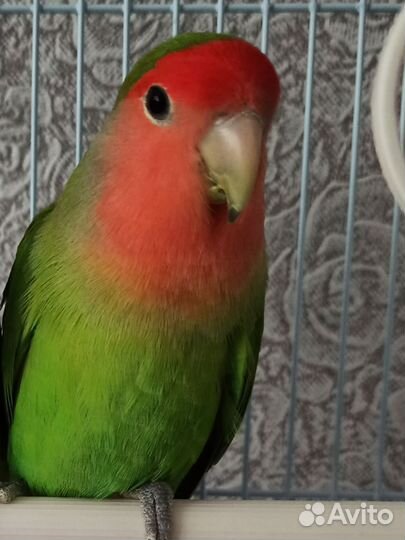 Попугай неразлучник