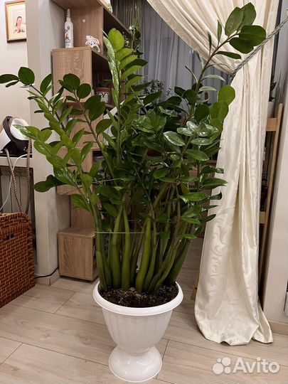 Замиокулькас 140 см