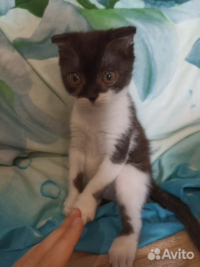Котята в дар