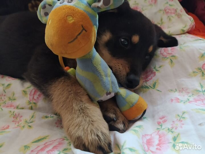 Щенок мальчик классический