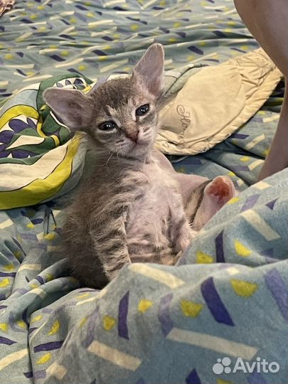 Донской сфинкс котята