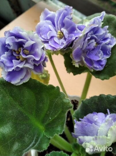 Фиалки сортовые