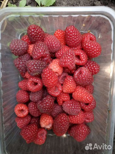 Саженцы малины