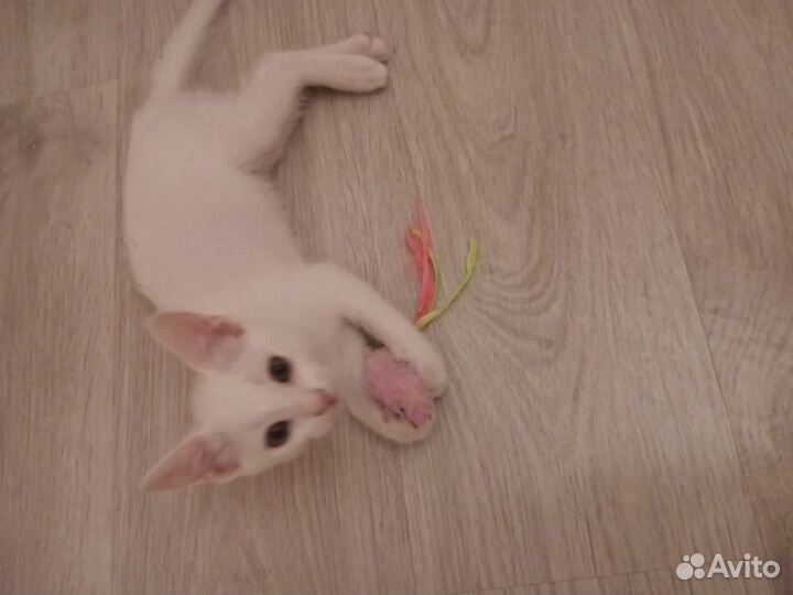 Белый котенок мальчик