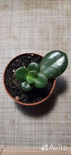 Толстянка, денежное жерево