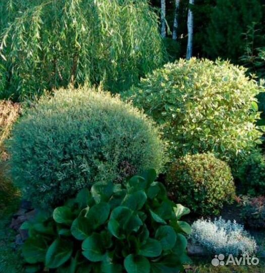 Ива пурпурный Нана