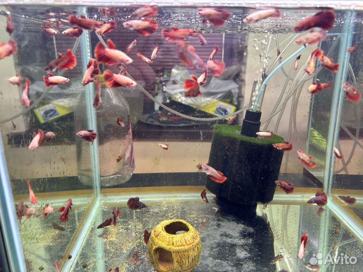 Петушок и курочка аквариумные рыбки