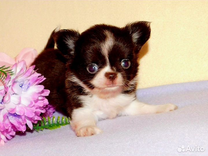 Чихуахуа Мини мальчик