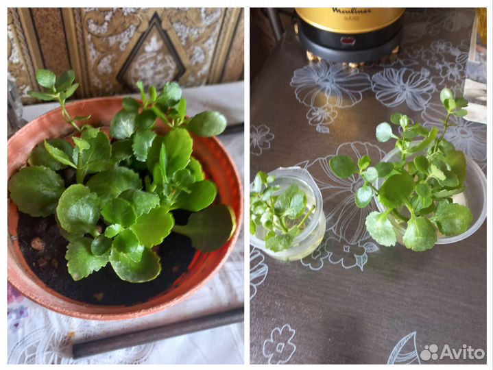 Комнатные цветы