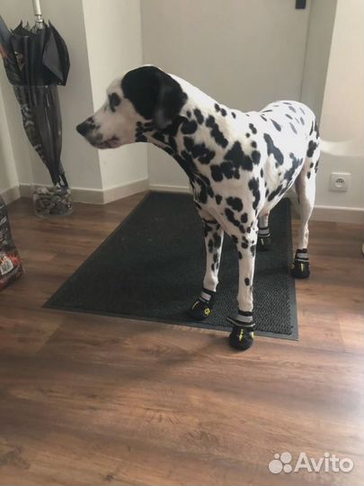 Сапожки для собак