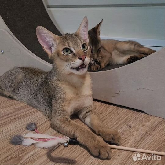 Беговые колеса для кошек и лежанки-когтеточки