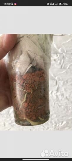 Монстера жёлтая yellow splash