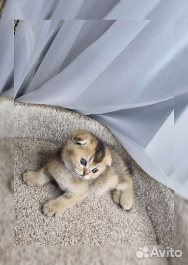 Котенок Шотландец Фолд