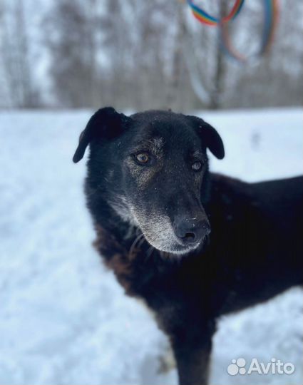 Спасите малыша из приюта