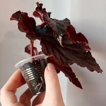 Бегония Arabian sunset Аравийский закат