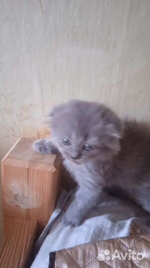 Вислоухие котята