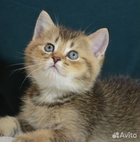 Тиккированный британец