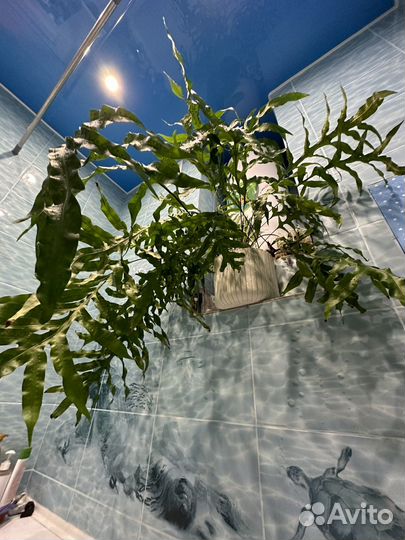 Папортник флебодиум полиподиум