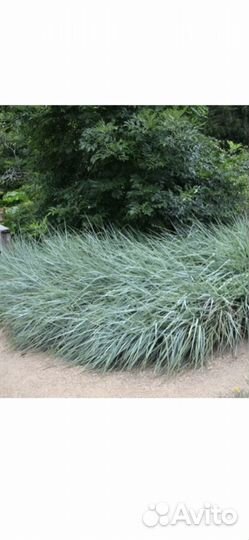 Колосняк песчаный