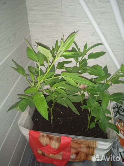 Рассада пепино (дынная груша)