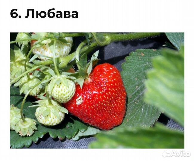 Клубника ремонтантная сорт Любава