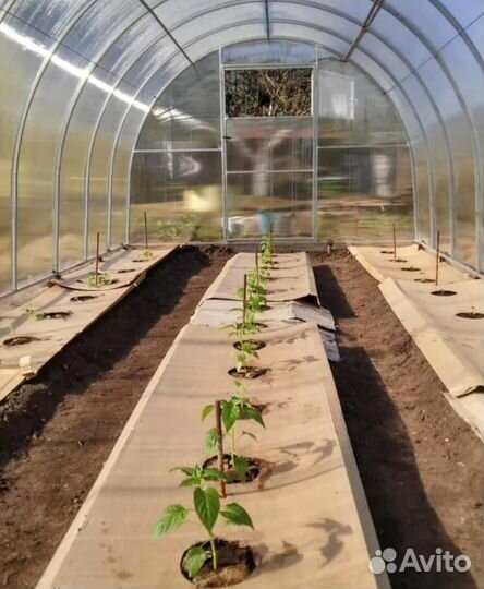 Теплица 3 х 6 м