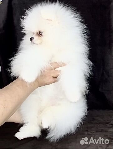 Померанский шпиц мини