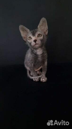 Котята ликой девочка