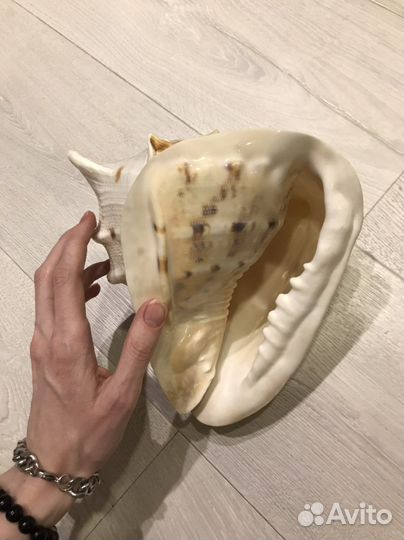 Большая ракушка