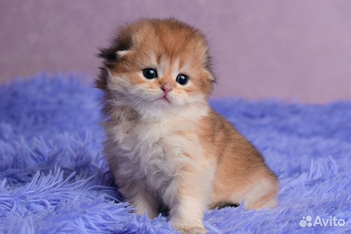 Шотландские вислоухие котята золотая шиншилла