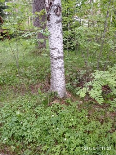 Коттедж 200 м² на участке 31 сот.