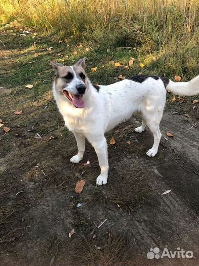 Шикарный красавчик в поисках дома