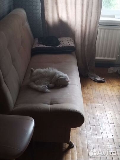 Передержка кошек и котиков