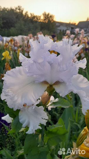 Ирисы