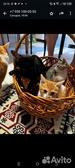 Котята отдам в добрые руки бесплатно