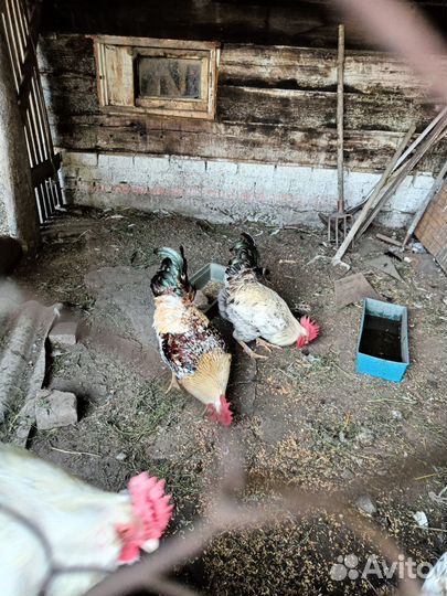 Молодые петухи