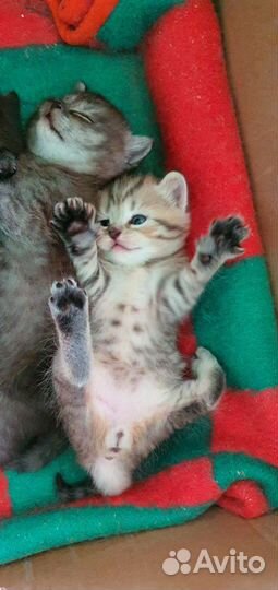 Шотландские котята