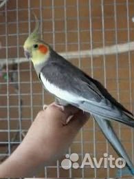 Ручные кореллы