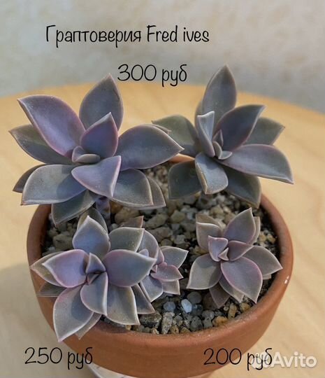 Суккуленты 1