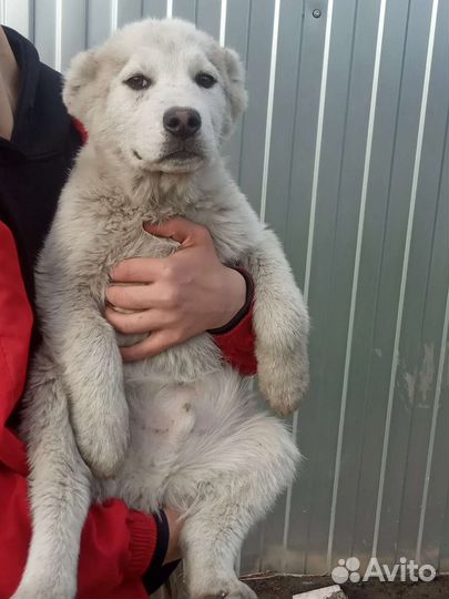 Собака алабай