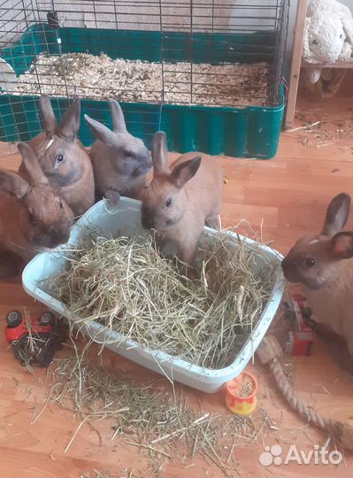 Продам кроликов