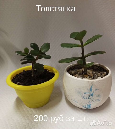 Комнатные растения 2