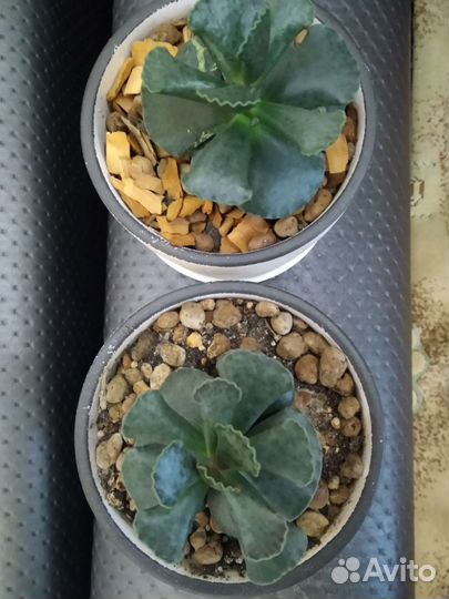 Адромискус