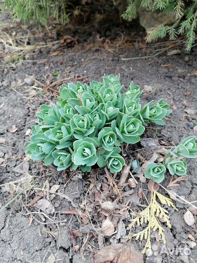 Растения для сада морозостойкие. Гортензии, хосты