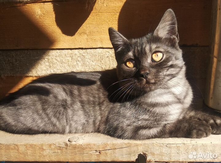 Кот шотландский (страйт)