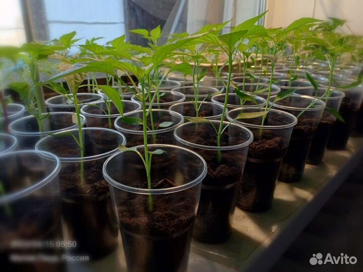 Перец острый