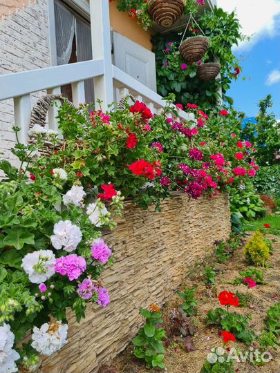 Плющелистные (ампельные) пеларгонии